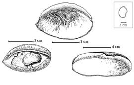  Fruit and seed:  D. paraensis  G. Bentham var. macrophylla (W.A. Ducke) Koeppen - bottom right partially dehisced fruit;  D. paraensis  G. Bentham var.  paraensis  - top fruit, bottom left seed in situ.
