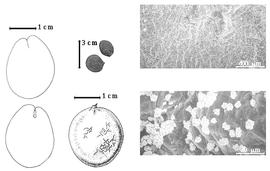  Seed, cotyledon, embryo, and testa:  D. heteroxylon  W.A. Ducke - bottom left center seed topography, far left cotyledon notched and split and concealing radicle (above) and embryonic axis (below), top left center seeds, testa SEMs.
