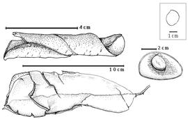  Fruit and seed:  D. africana  H.E. Baillon - bottom partially dehisced and exfoliated fruit;  D. brevipaniculata  J.J.G. Léonard - right seed in situ;  D. unfoliolata  J.J.G. Léonard - top left enrolled valve.
