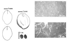  Seed, cotyledon, embryo, and testa:  D. brevipaniculata  J.J.G. Léonard - top left center seed topography, far left cotyledon notched and split and concealing all but tip of radicle (above) and embryonic axis (below), testa SEMs;  D.  spp. - bottom left center seeds.
