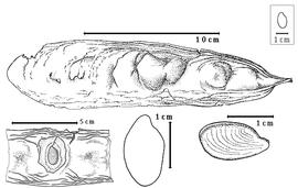  Fruit and seed:  D. excelsa  W.A. Ducke - top fruit, bottom left seed in situ, bottom center endosperm, bottom right seed topography.
