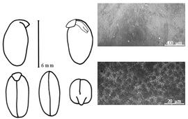  Cotyledon, embryo, and testa:  D. lignosus  (C. Linnaeus) B. Verdcourt - embryo, cotyledons, and testa SEMs.
