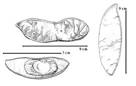  Fruit and seed:  D. aurantiaca  E.L.R. Tulasne - top left 2-seeded fruit;  D. aurantiaca  E.L.R. Tulasne subsp.  epunctata  (E.L.R. Tulasne) H.C. de Lima - right 1-seeded fruit, bottom left seed in situ;
