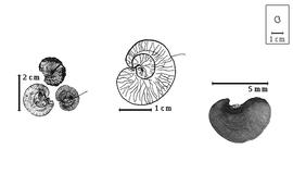  Fruit and seed:  D. psoraleifolium  G. Bentham - center fruit diagram showing coiling, right seed.  D.  spp. - left fruits.
