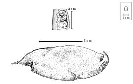  Fruit and seed:  D. benthamianus  H.E. Baillon - top seeds in situ, bottom fruit.
