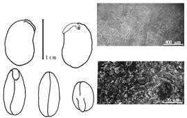  Cotyledon, embryo, and testa:  D. paullinioides  (J.C. Baker) M.A.G. Peltier - embryo, cotyledons, and testa SEMs.
