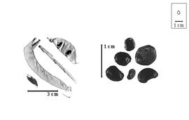  Fruit and seed:  D.  spp. - fruits and seeds.
