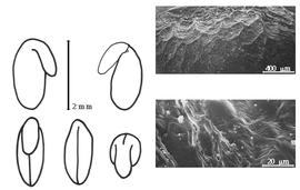  Cotyledon, embryo, and testa:  D. gerardii  (C. Linnaeus) P.E. Boissier - embryo, cotyledons, and testa SEMs.
