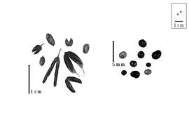  Fruit and seed:  D.  spp. - fruits (closed and dehisced) and seeds.
