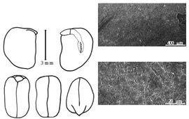  Cotyledon, embryo, and testa:  D. punctata  (R. Wight & G.A.W. Arnott) G. Bentham - embryo, cotyledons, and testa SEMs.
