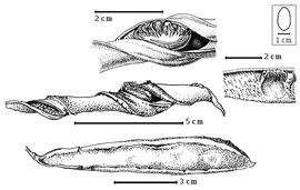  Fruit and seed:  D. orchidacea  H.E. Baillon - top seed in situ, left center enrolled valve, right center endocarp, bottom fruit.
