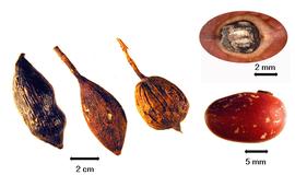  Fruit and seed:  D. haraka  (H.E. Baillon) J.H. Kirkbride, ined. - second fruit from the left;  D. madagascariensis  (R. Viguier) J.H. Kirkbride, ined. - first and third fruits from the left, the solitary seed, and a magnification of its hilum.
