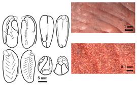  Seed, cotyledon, embryo, and testa:  D. madagascariensis  (R. Viguier) J.H. Kirkbride, ined. - embryo, cotyledons, and testas.
