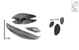  Fruit and seed:  D.  spp. - fruits and seeds.
