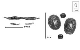  Fruit and seed:  D.  spp. - fruits and seeds.
