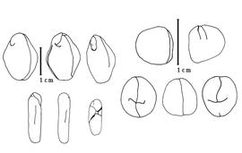  Cotyledon and embryo:  E. confinis  (P.C. Standley) Britton & J.N. Rose - left embryo and cotyledons;  E. ebano  (J.L. Berlandier) R.C. Barneby & J.W. Grimes - right embryo and cotyledons.
