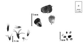  Fruit and seed:  E.  spp. - left fruits in calyx, top fruits with calyx removed, and right seeds.
