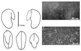  Cotyledon, embryo, and testa:  E. cretica  C. Linnaeus - embryo, cotyledons, and testa SEMs.
