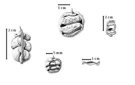  Fruit:  E. cynometroides  R.P.R. Capuron - left, top, and bottom left fruits, bottom right seed chamber, top right fruit in longisection with seed chamber.
