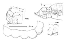  Fruit:  E. africana  Guillemin & Perrottet - bottom right fruit segment;  E. gigas  (C. Linnaeus) Fawcett & Rendle - top left partial seed in situ, bottom left fruit;  E. polystacha  (C. Linnaeus) de Candolle - top right partial fruit showing 1-seeded fruit segments, indurate replum, seed in situ within fruit segment.
