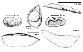  Fruit and seed:  E. falcata  J.B.C.F. Aublet - top right enrolled valve;  E. glabra  R.S. Cowan - bottom right fruit;  E. glabriflora  (W.A. Ducke) R.S. Cowan - top left center seed in situ;  E. purpurea  G. Bentham - bottom left fruit;  E. schomburgkiana  G. Bentham - top far left cotyledons with partial testa, right center concave cotyledon interface.
