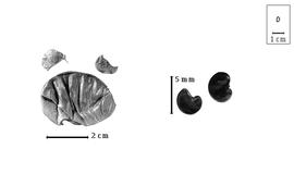  Fruit and seed:  E.  spp. - fruits and seeds.
