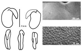  Cotyledon, embryo, and testa:  E. aphyllum  F.E.L. von Fischer & B. Meyer - embryo, cotyledons, and testa SEMs.
