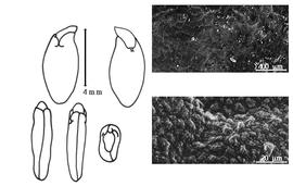  Cotyledon, embryo, and testa:  E. rotundata  (E.O. Wooton) R.C. Barneby - embryo, cotyledons, and testa SEMs.
