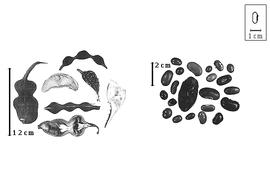  Fruit and seed:  E.  spp. - fruits and seeds.
