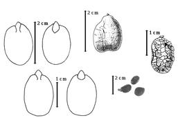  Seed, cotyledon, embryo, and testa:  E. fordii  D. Oliver - top center seed topography, top left cotyledons auriculate and concealing basal margin of radicle (L) and embryonic axis (R);  E. guineense  G. Don - far right seed topography, bottom left cotyledons auriculate and concealing basal margin of radicle (L) and embryonic axis (R); E. spp. - bottom right center seeds.
