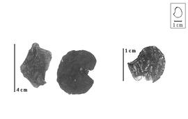  Fruit and seed:  E. dubia  (K.S. Kunth) V.E. Rudd - fruits and damaged seed.
