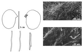  Cotyledon, embryo, and testa:  E. dubia  (K.S. Kunth) V.E. Rudd - embryo, cotyledons, and testa SEMs.
