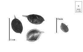  Fruit and seed:  E. linearis  (G. Bentham) F.J.H. von Mueller - fruits, valve, and seed.
