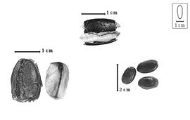  Fruit and seed:  E.  spp. - left fruits, top center open fruit, right seeds.
