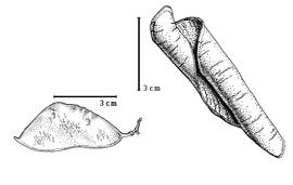  Fruit:  E. batesii  E.G. Baker - left immature fruit, right enrolled valve.
