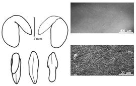  Cotyledon, embryo, and testa:  E. subspinosa  (F.E.L. von Fischer ex A.P. de Candolle) B.A. Fedtschenko - embryo, cotyledons, and testa SEMs.
