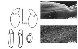  Cotyledon, embryo, and testa:  E. spinosa  G. Engelmann - embryo, cotyledons, and testa SEMs.
