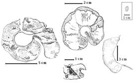  Fruit and seed:  F. albida  (Delile) A.J.B. Chevalier - fruits and seed in situ.
