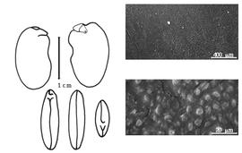  Cotyledon, embryo, and testa:  F. splendidissima  (C.L. von Blume ex F.A.W. Miquel) J.R.M. Buijsen - embryo, cotyledons, and testa SEMs.
