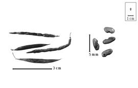  Fruit and seed:  G.  spp. - fruits and seeds.
