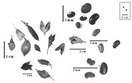  Fruit and seed:  G.  spp. - fruits (dehisced and closed) with and without calyx and seeds.
