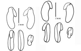  Cotyledon and embryo:  G. celsianum  (A.C. Lemaire) G.T. Chandler & M.D. Crisp - left group of embryo and cotyledons;  G. dilatum  (G. Bentham) G.T. Chandler & M.D. Crisp - right group of embryo and cotyledons.
