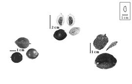  Fruit and seed:  G.  spp. - left entire fruits, top center opened mesocarps above intact mesocarps, right seeds.
