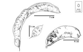  Fruit:  G. amorphoides  Taubert - bottom right seeds in situ;  G. aquatica  Marshall - center fruit;  G. triacanthos  C. Linnaeus - left fruit.
