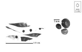  Fruit and seed:  G. sepium  (N. von Jacquin) K.S. Kunth ex G.W. Walpers - dehisced fruit and valves;  G.  spp. - seeds.
