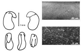  Cotyledon, embryo, and testa:  G. lepidota  F.T. Pursh - embryo, cotyledons, and testa SEMs.
