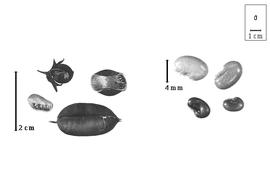  Fruit and seed:  G.  spp. - fruits with and without calyx, valves, and seeds.
