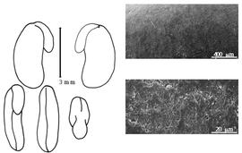  Cotyledon, embryo, and testa:  G. latifolium  J.E. Smith - embryo and cotyledons;  G. scabra  R. Brown - testa SEMs.
