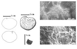  Seed, cotyledon, embryo, and testa:  G. marginata  P.H.W. Taubert - far left cotyledon notched and split concealing all but tip of radicle (above) and embryonic axis (below), top left center seed topography, bottom left center seeds, testa SEMs.
