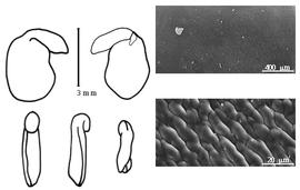  Cotyledon, embryo, and testa:  G. angulatus  (C. Linnaeus) É. Spach - embryo, cotyledons, and testa SEMs.
